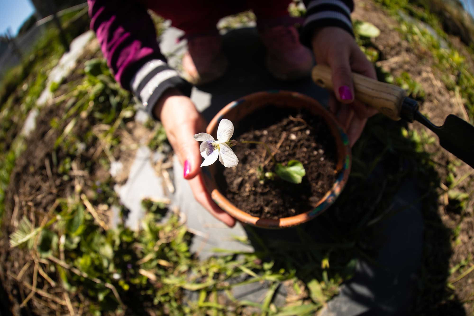 girl planting a flower